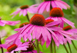 Ruby Red Echinacea Flower Seeds – Long - Lived Coneflower Perennial - Dharaseeds