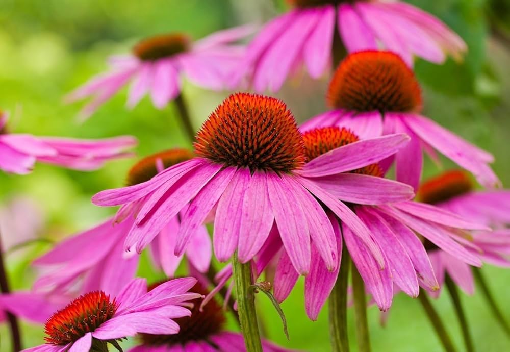 Ruby Red Echinacea Flower Seeds – Long - Lived Coneflower Perennial - Dharaseeds