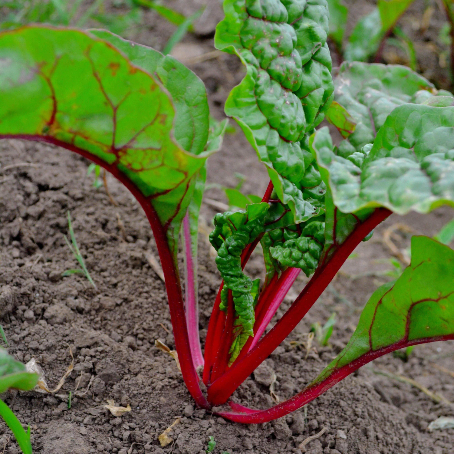 Red Swiss Chard Vegetable Seeds for Planting heirloom & Non-GMO Seeds