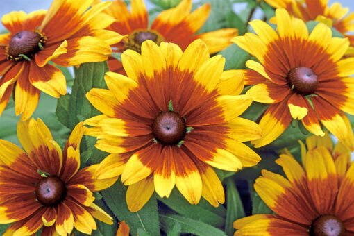 Rudbeckia Becky Cinnamon Bicolor Imported heirloom non-gmo garden seeds