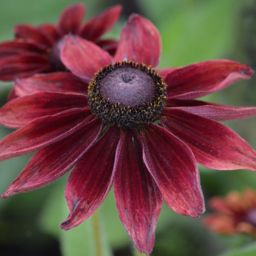 Rudbeckia Hirta Cherry Imported heirloom non-gmo garden seeds