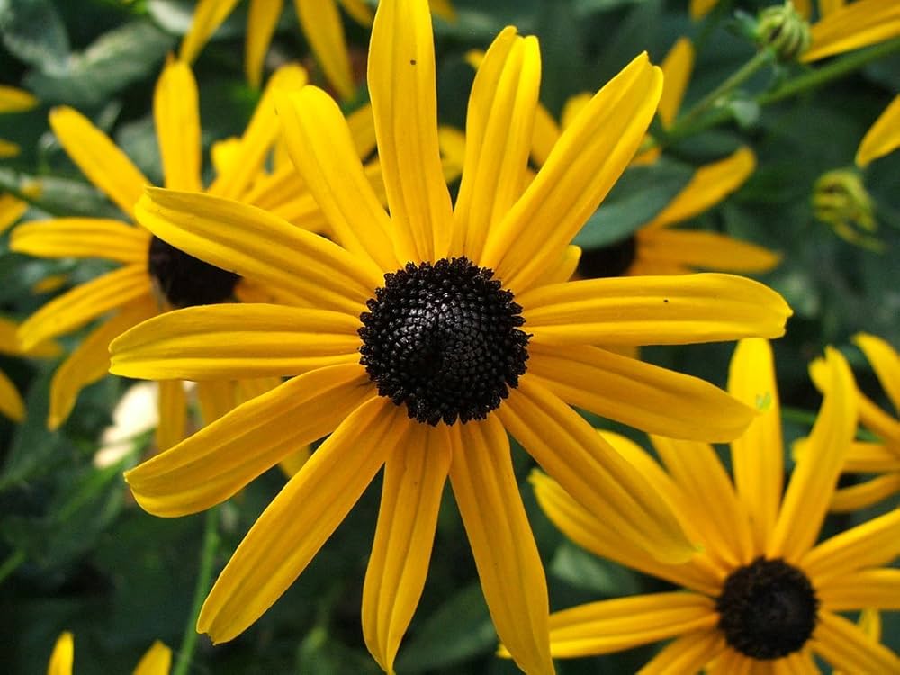 Rudbeckia Hirta Herbst Wildflower Seeds – Golden Blooms for Late Season Color - Dharaseeds