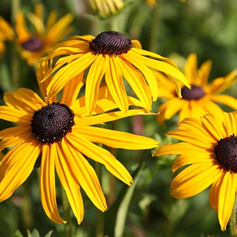 Rudbeckia Hirta Herbst Wildflower Seeds – Golden Blooms for Late Season Color - Dharaseeds