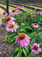 Rudbeckia Purple Red Imported heirloom non-gmo garden seeds