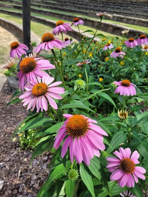 Rudbeckia Purple Red Imported heirloom non-gmo garden seeds