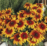 Rudbeckia Rustic Dwarf Open Pollinated heirloom non-gmo garden seeds