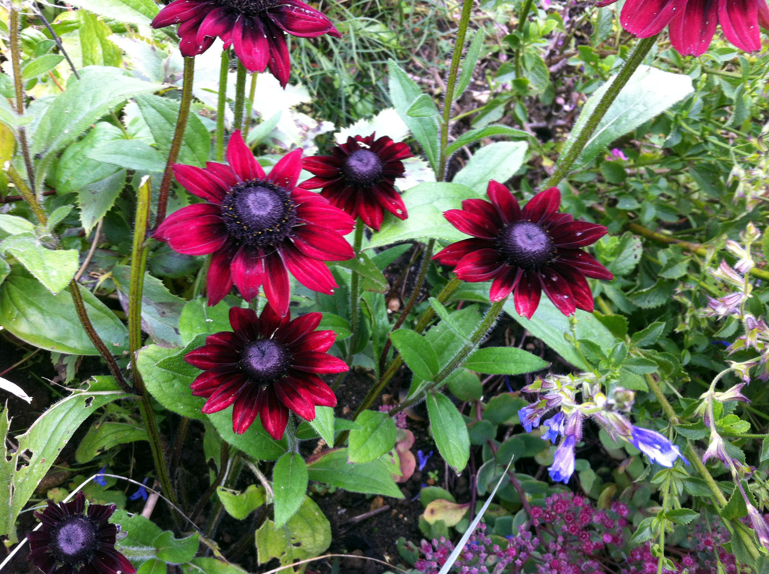 Burgundy Rudbeckia Flower Seeds Rudbeckia hirta for Butterfly Garden Planting