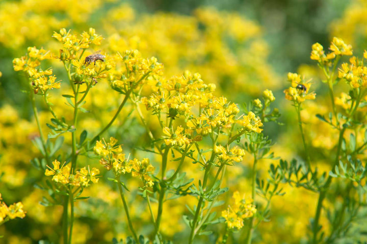 Yellow Ruta Flower Seeds for Planting, 100