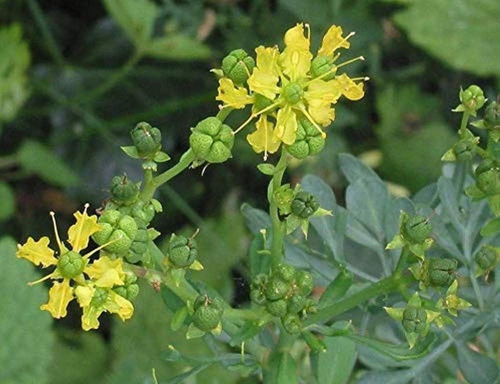 Rue Herb Seeds Growing Guide – Perennial Aromatic Plant
