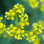 Rue plant in outdoor garden border