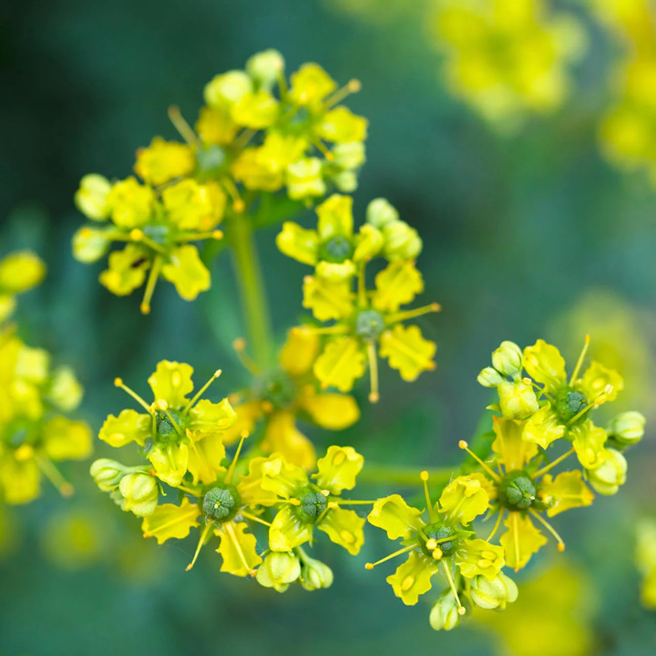 Rue plant in outdoor garden border