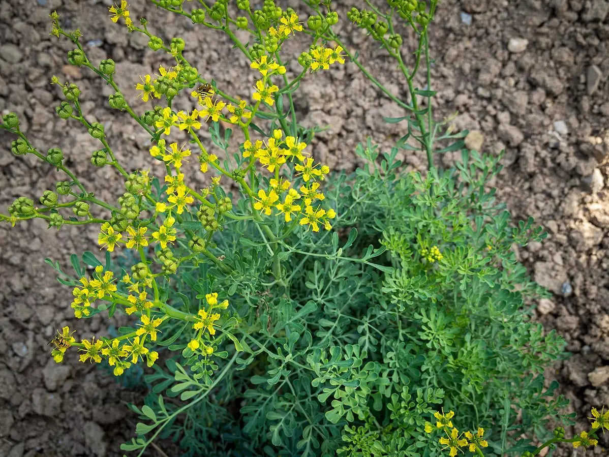 Diy Projects Using Rue Ruta Rue Seeds - Ruta graveolens Herb Plant Seeds – Dharaseeds