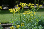 Yellow Ruta Flower Seeds for Planting, 100 seeds for planting in home garden