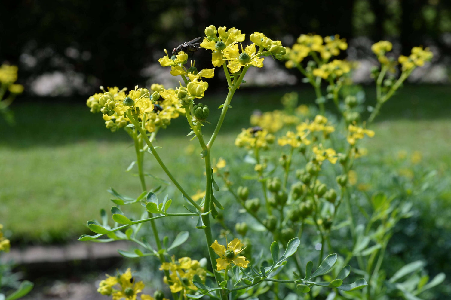 Yellow Ruta Flower Seeds for Planting, 100 seeds for planting in home garden