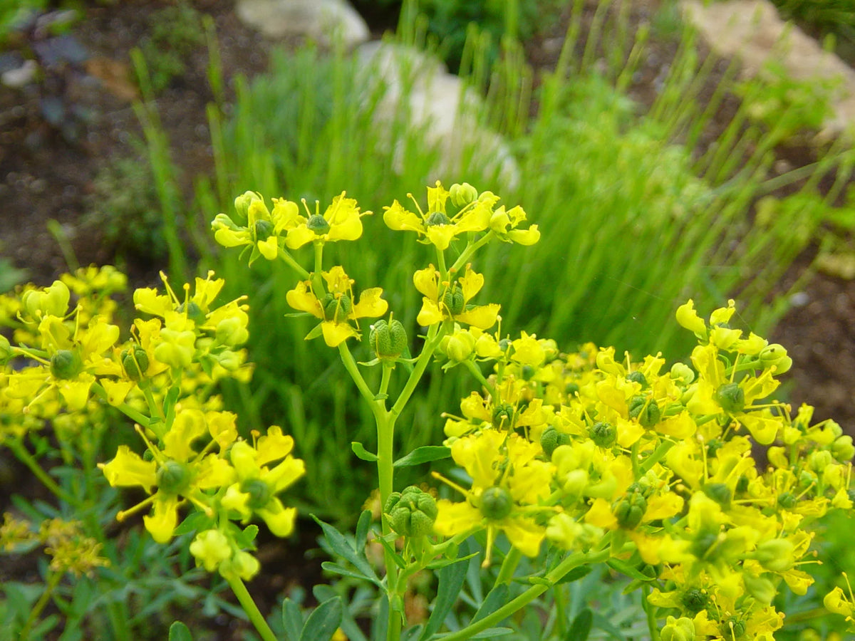 Diy Projects Using Rue Ruta Rue Seeds - Ruta graveolens Herb Plant Seeds – Dharaseeds