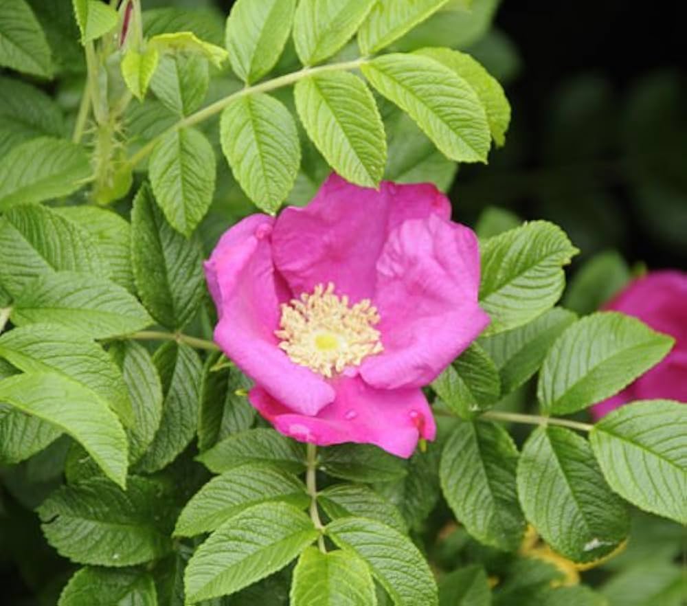 Rugosa rose Rosa rugosa pink seeds for fragrant and fast - growing hardy rose bushes - Dharaseeds