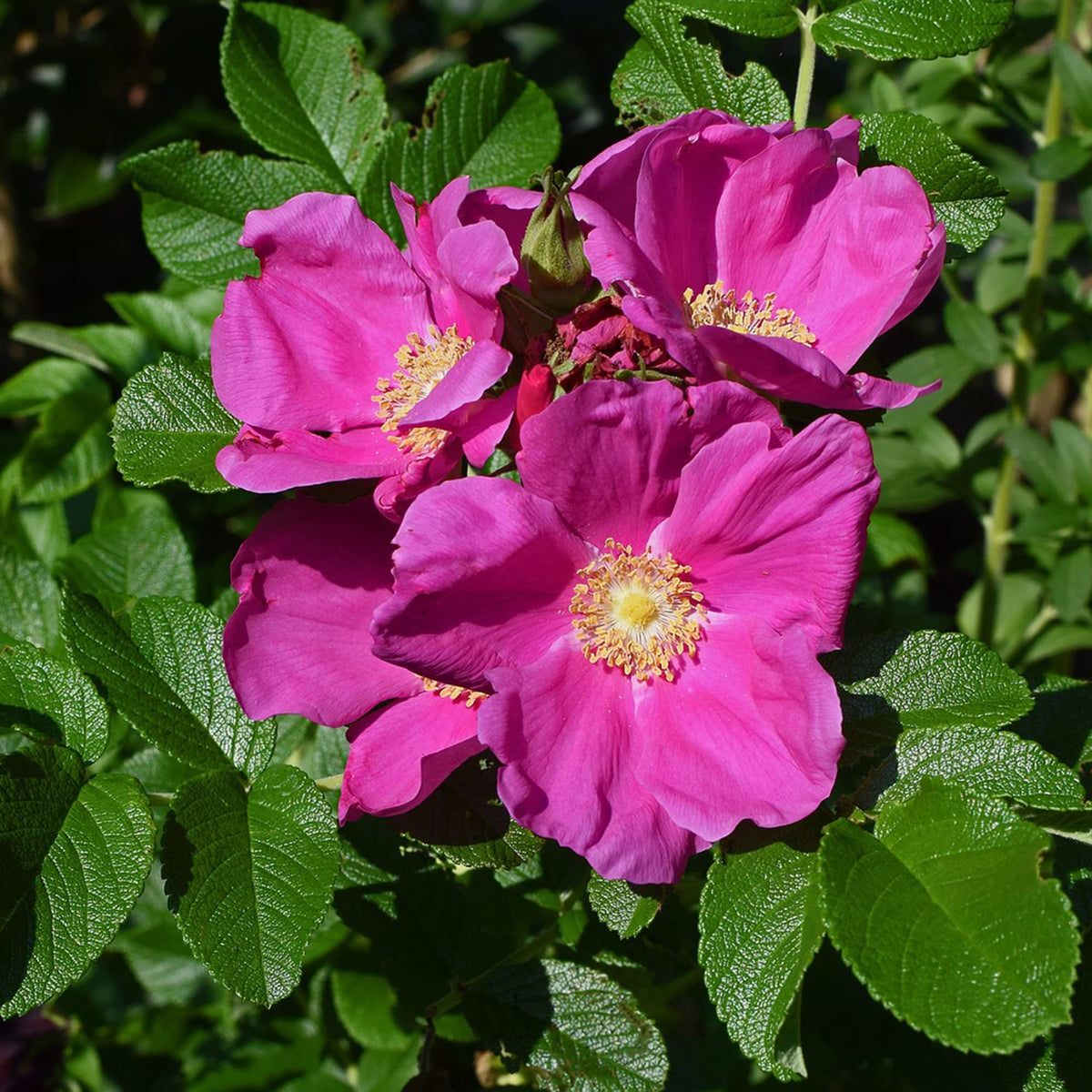 Rugosa rose Rosa rugosa pink seeds for fragrant and fast - growing hardy rose bushes - Dharaseeds