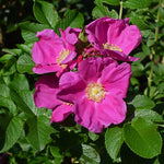 Rugosa rose Rosa rugosa pink seeds for fragrant and fast - growing hardy rose bushes - Dharaseeds