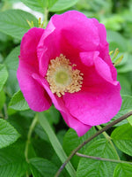 Rugosa rose Rosa rugosa pink seeds for fragrant and fast - growing hardy rose bushes - Dharaseeds