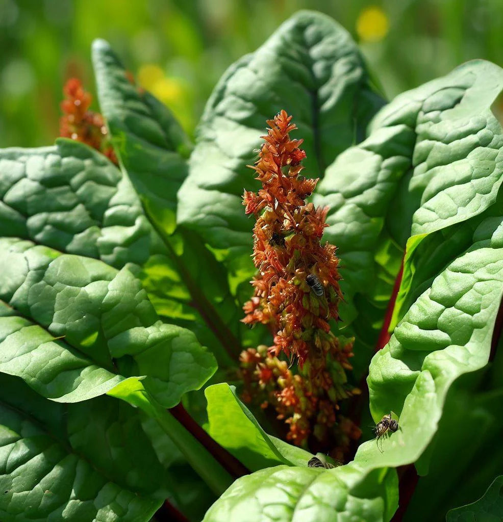 Heirloom non-GMO Rumex acetosa French Sorrel seeds