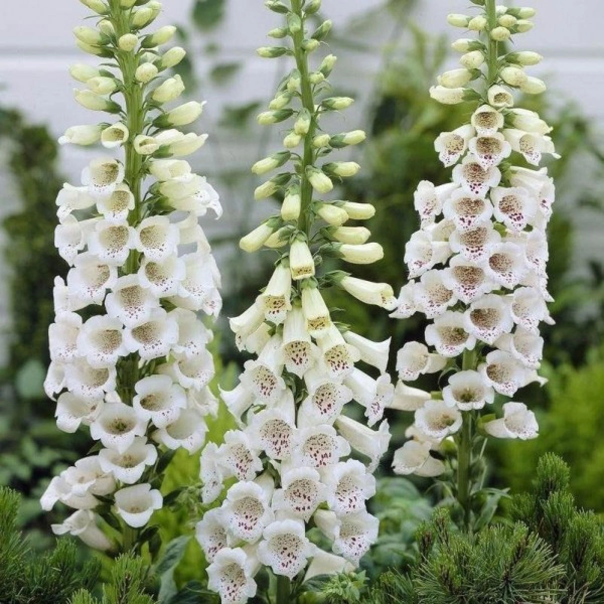 Digitalis - White