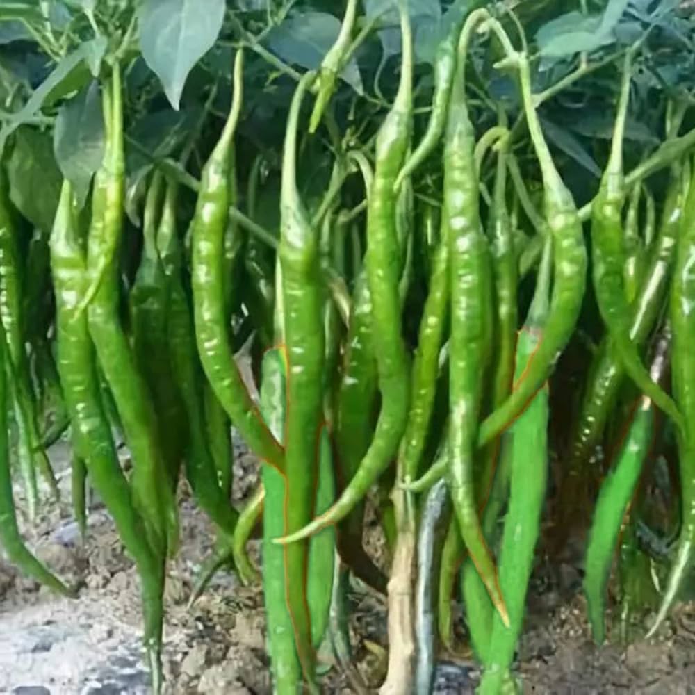 Russian Giant Pepper Seeds – High - Yield Variety with Bold Flavor - Dharaseeds