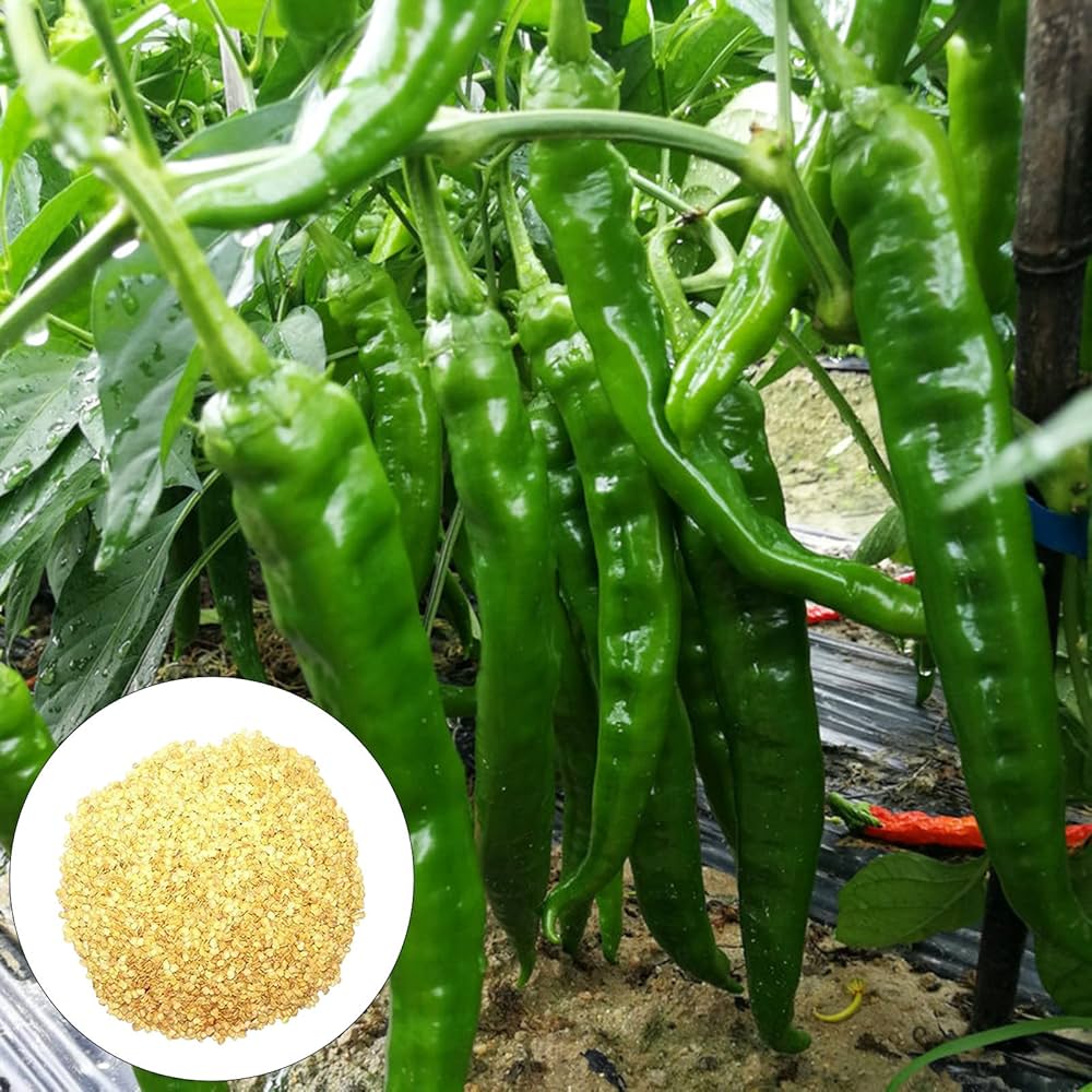 Russian Giant Pepper Seeds – High - Yield Variety with Bold Flavor - Dharaseeds