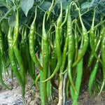 Russian Giant Pepper Seeds – High - Yield Variety with Bold Flavor - Dharaseeds