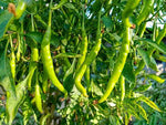 Russian Giant Pepper Seeds – High - Yield Variety with Bold Flavor - Dharaseeds
