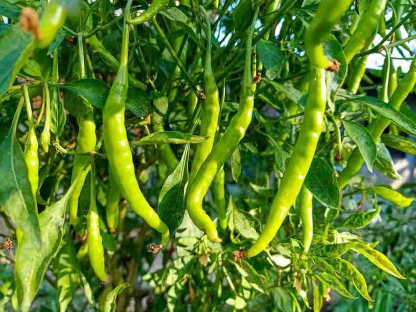 Russian Giant Pepper Seeds – High - Yield Variety with Bold Flavor - Dharaseeds