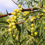 Russian Olive seeds Elaeagnus angustifolia for planting