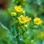 Ruta seedlings growing in garden nursery