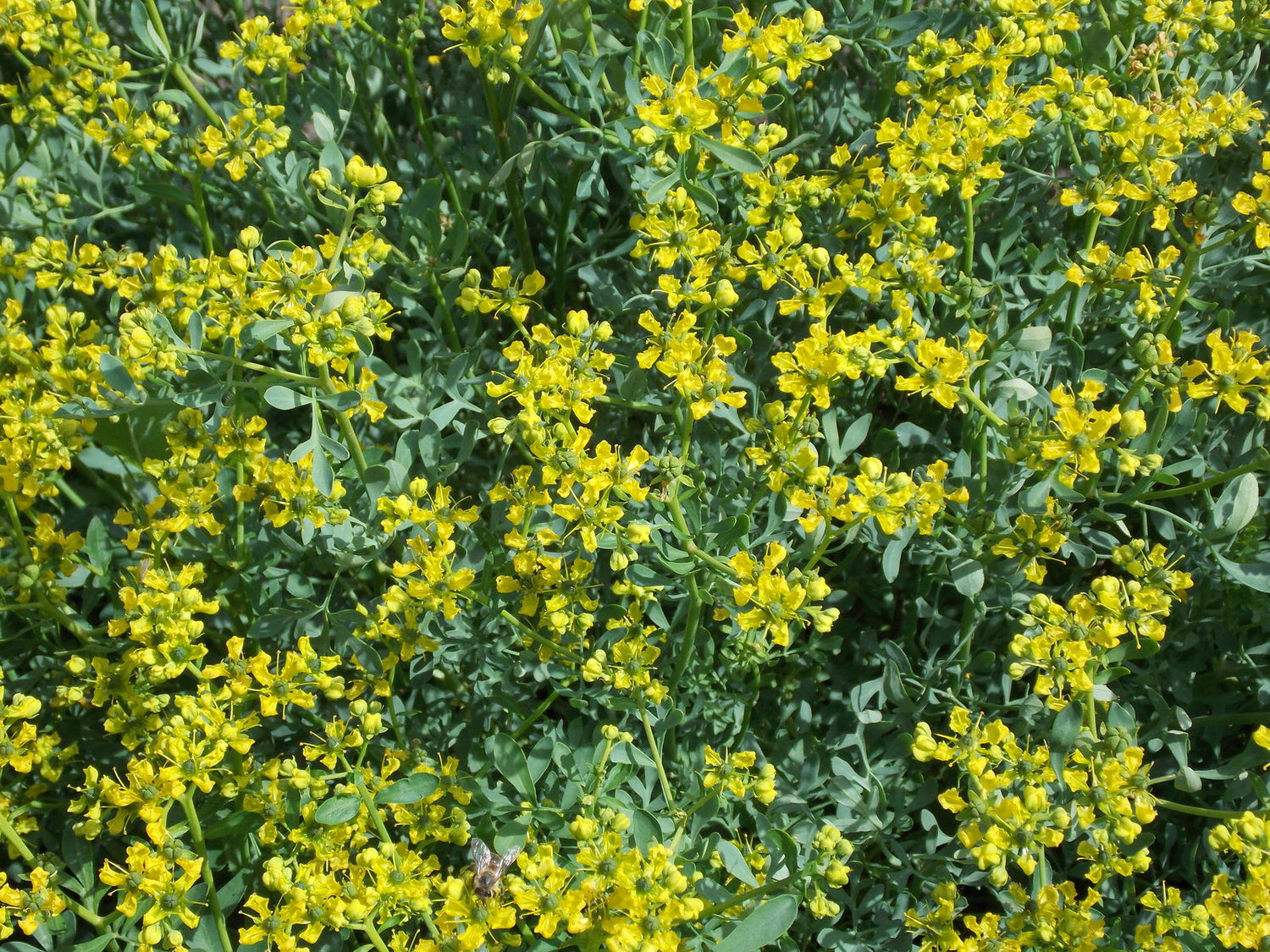 Ruta seeds germination in seed tray