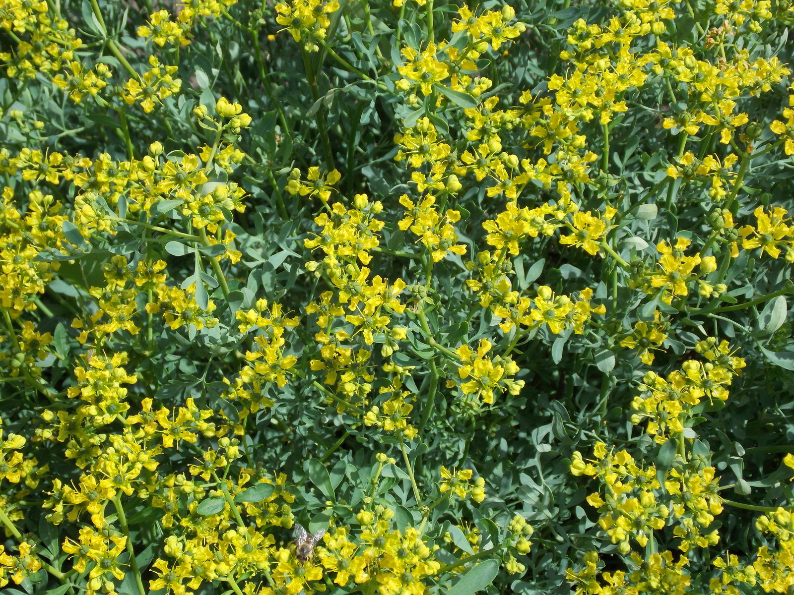 Ruta seeds germination in seed tray