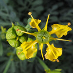 Ruta seeds for planting rue plant in home garden