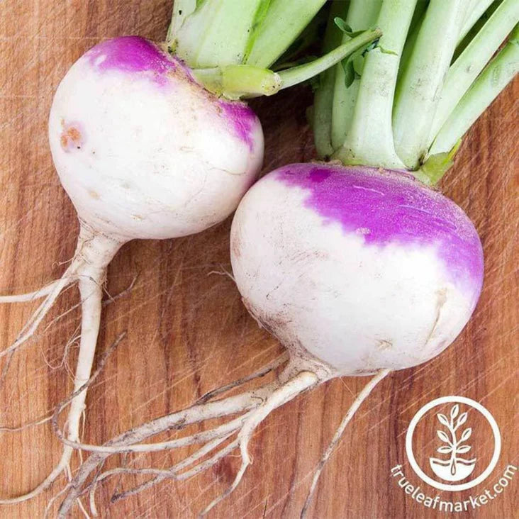 organic-colorful-root-vegetable-rutabaga-seeds
