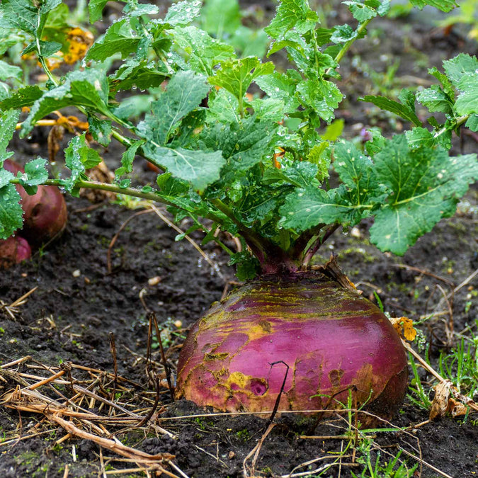 Rutabaga Seeds - American Purple Top