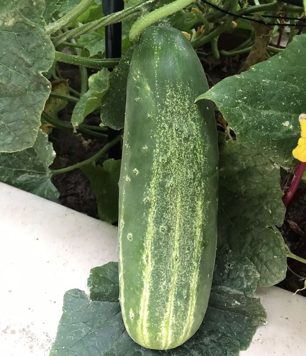 Giant Cucumber Organic Non-GMO Vegetable Seeds