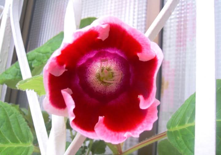 Sinningia Pink white Gloxinia Flower Seeds for Planting – Tropical Blooming Garden Seeds