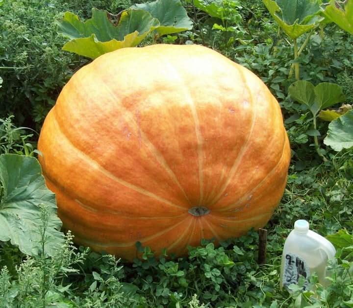 Wallace Whoppers Giant Pumpkin Seeds for Record-Breaking Yields