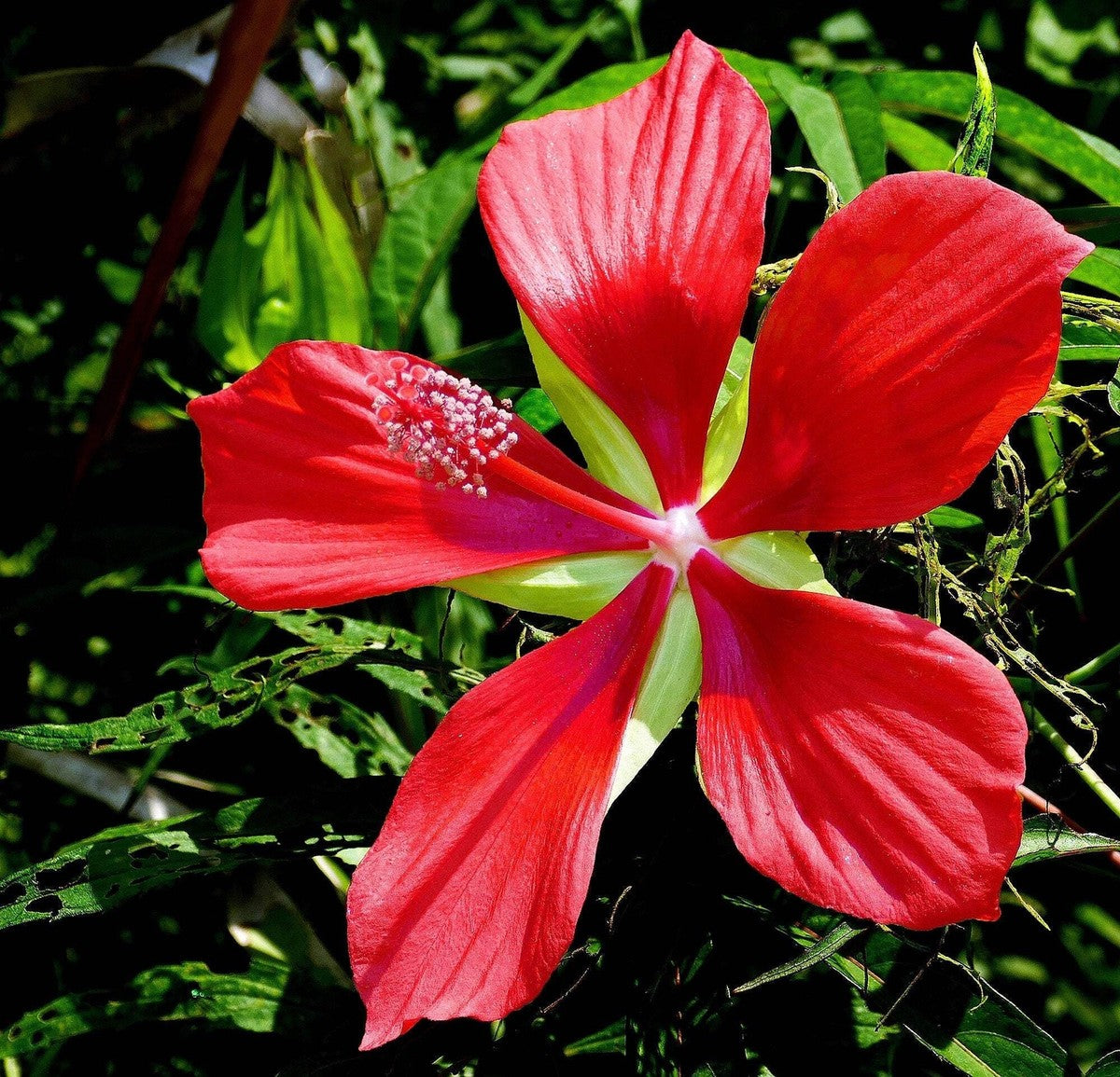 Red Star Hibiscus Hibiscus coccineus Flowering Seeds For Planting