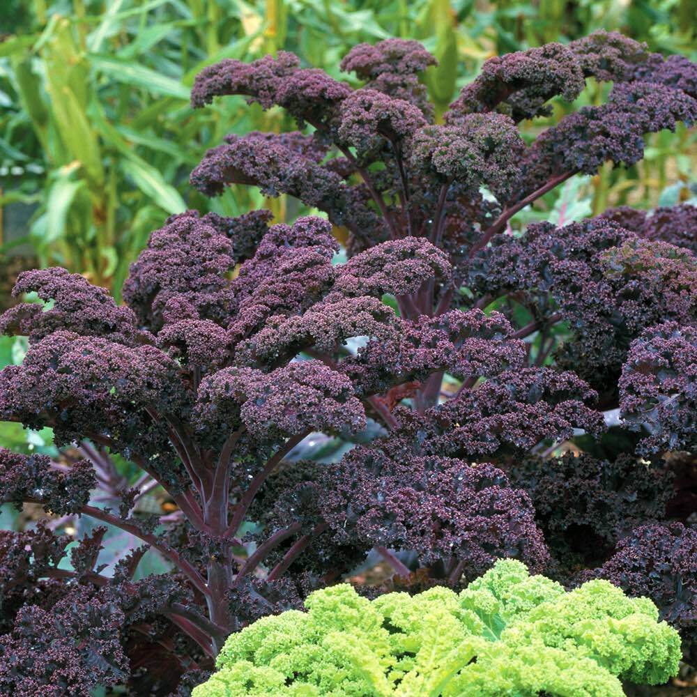 Red Veins Scarlet Kale Seeds for Planting heirloom & Non-GMO Seeds