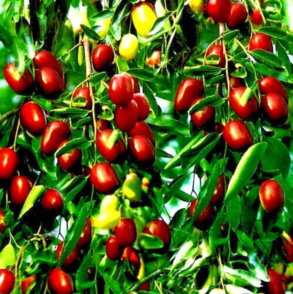 Red Ziziphus Jujuba Fruit Seeds for Planting - Sweet Jujube Trees, Heirloom & Non-GMO Seeds