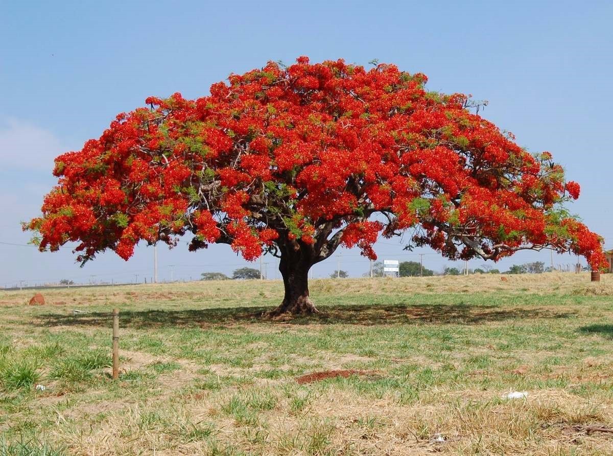Red Jacaranda Flowering Tree Seeds For Planting out side to Decorate Your area Brightening