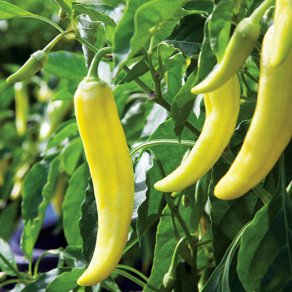 Heirloom Sweet Banana Peppers - Seeds for Large Peppers with High Yields