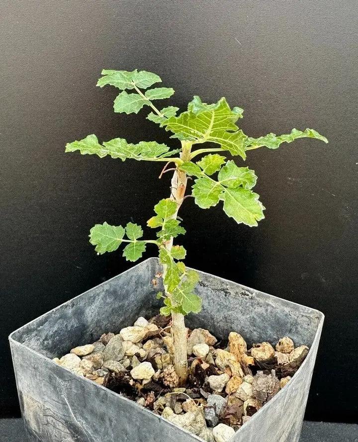 non-gmo-boswellia-sacra-medicinal-seeds

