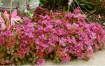 Pink Sedum Spurium Plant Seeds for Planting – NON GMO Seeds Dhara Seeds