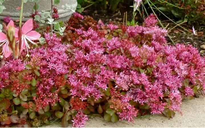 Pink Sedum Spurium Plant Seeds for Planting – NON GMO Seeds Dhara Seeds
