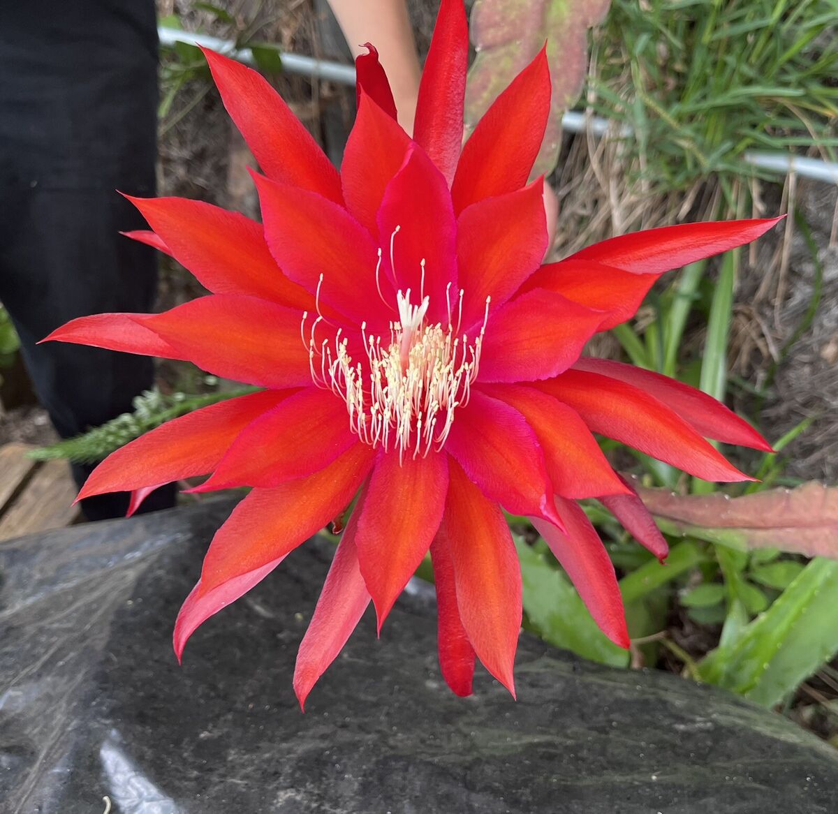 Epiphyllum Flower Seeds for Planting, Red Nightblooming, 100 pcs for planting in your garden.