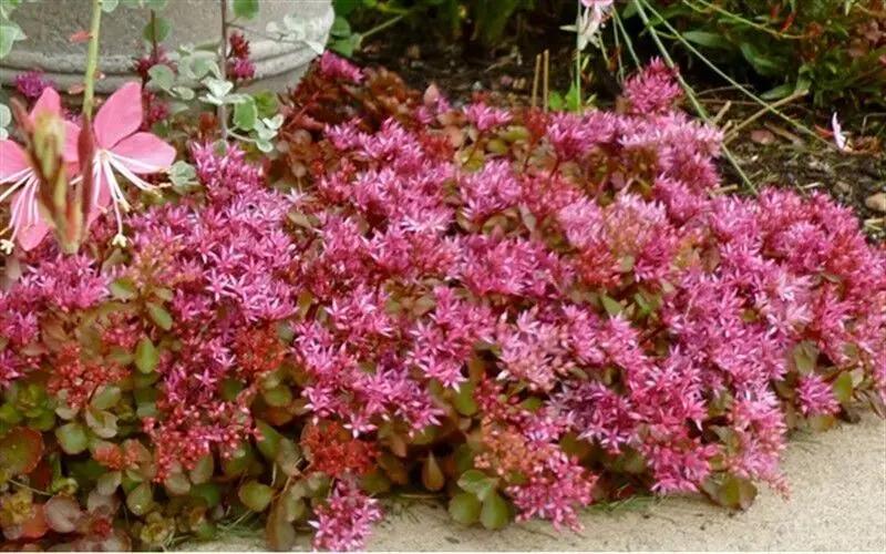 Pink Sedum Flower Seeds for Planting – NON GMO Seeds for planting in home garden